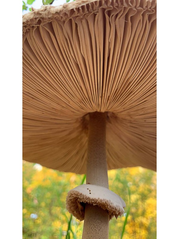 Ciupercă (2)